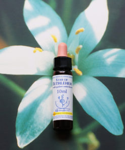 STAR OF BETTHLEHEM 　スターオブベツレヘム