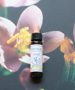 CENTAURY　セントーリー