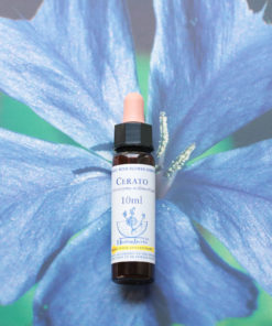 CERATO　セラトー