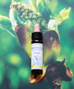 CHESTNUT BUD　チェスナットバッド