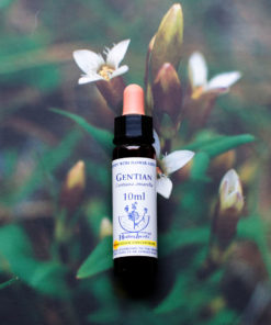 GENTIAN　ゲンチアナ