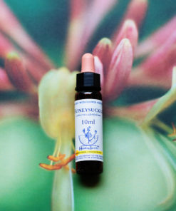 HONEYSUCKLE　ハニーサックル