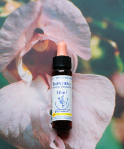 IMPATIENS　インパチェンス