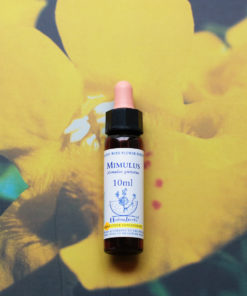 MIMULUS　ミムラス