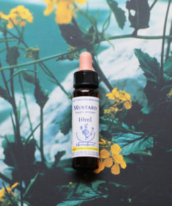 MUSTARD　マスタード