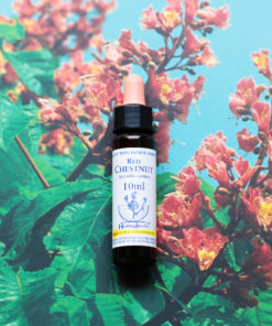 RED CHESTNUT　レッドチェストナット