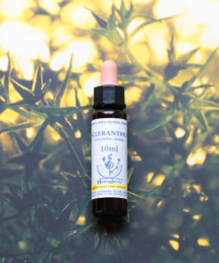 SCLERANTHUS　スクレランサス