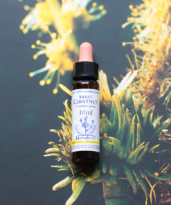 SWEET CHESTNUT　スイートチェスナット