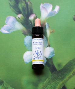 VERVAIN　バーベイン