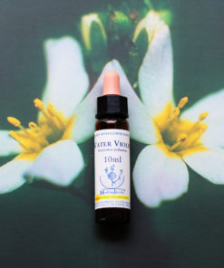 WATER VIOLET　ウォーターバイオレット