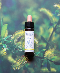 WILLOW　ウィロウ