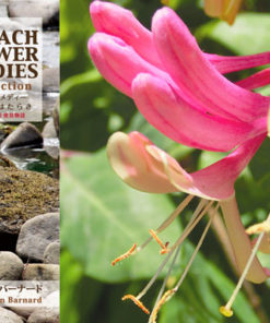 バッチのフラワーレメディー植物のかたちとはたらき